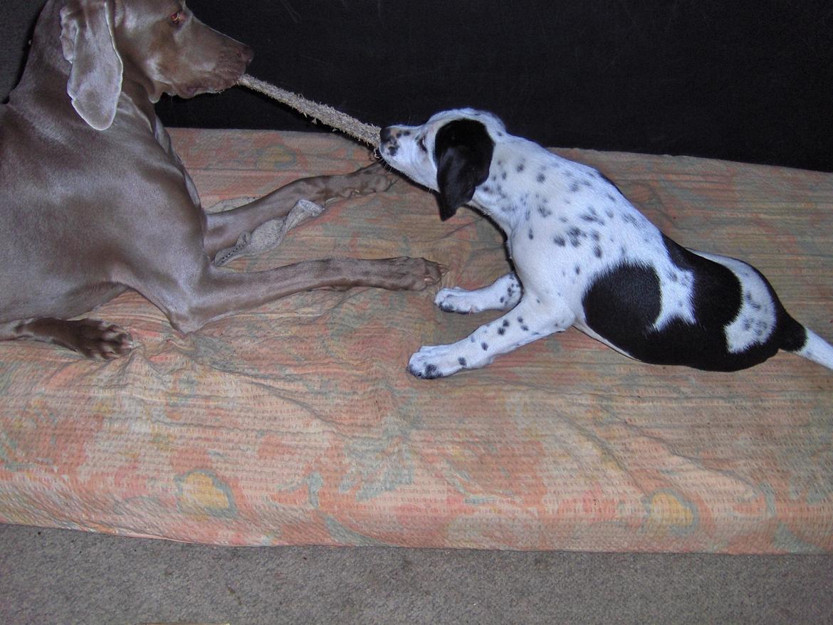 Blanding af racer Pixie (Miss Piggy) - Laaaaanngg elastik :-) billede 16