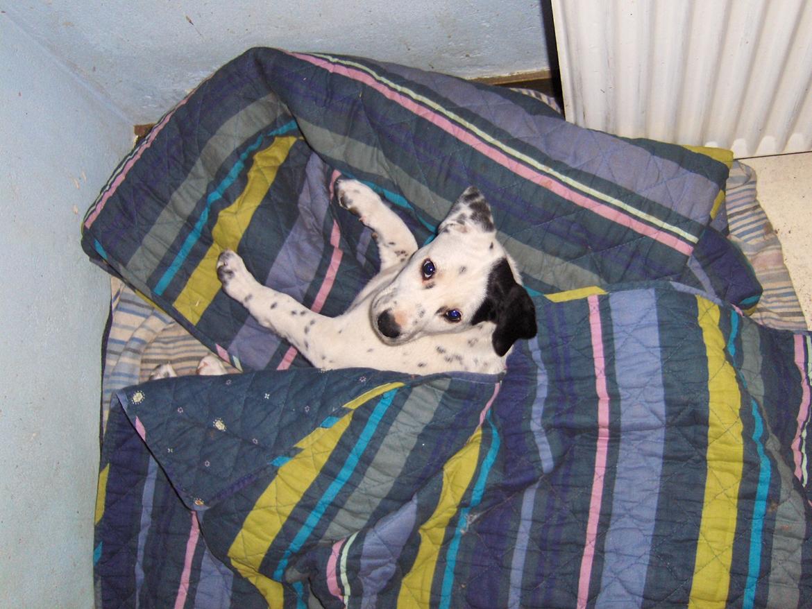 Blanding af racer Pixie (Miss Piggy) - Hygge hund. billede 17