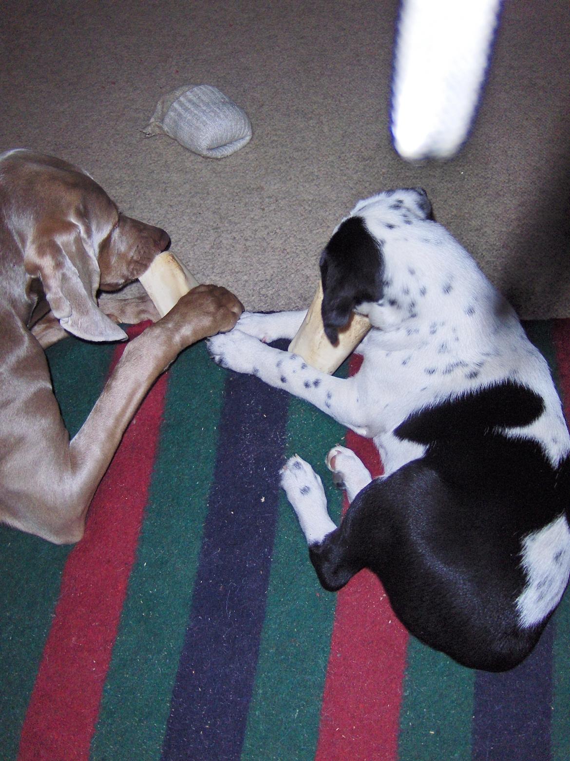 Blanding af racer Pixie (Miss Piggy) - Freja og Pixie spiser ben sammen. billede 18