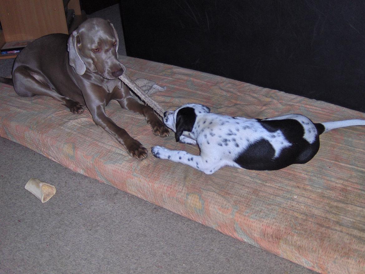 Blanding af racer Freja (R. I. P. )?? - Min nye lillesøster Pixie, som jeg er rigtig glad for :-) billede 7