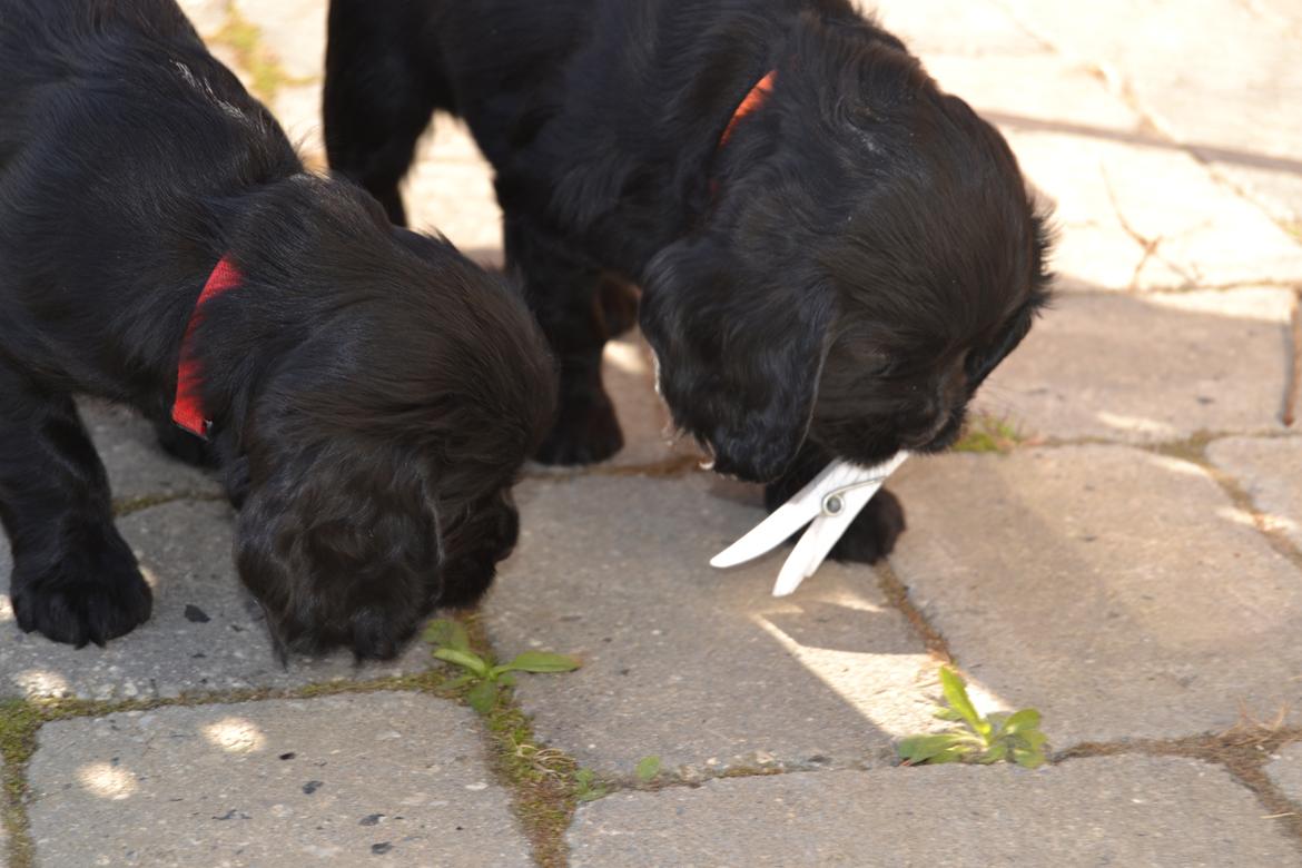 Blanding af racer Lady billede 6