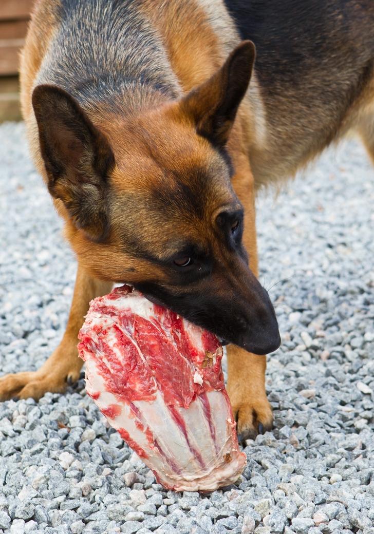 Schæferhund Soya - Soya bliver råfodret , her med et Gede ribben  billede 8