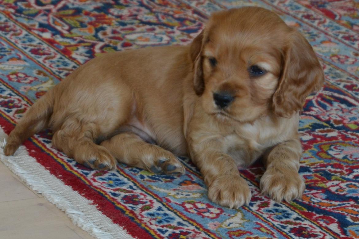 Blanding af racer Oscar - Velkommen til Timon/Oskars profil!:D<3 billede 1