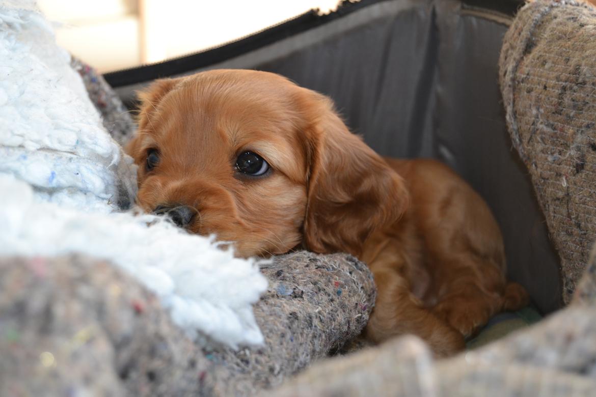 Blanding af racer Oscar billede 8