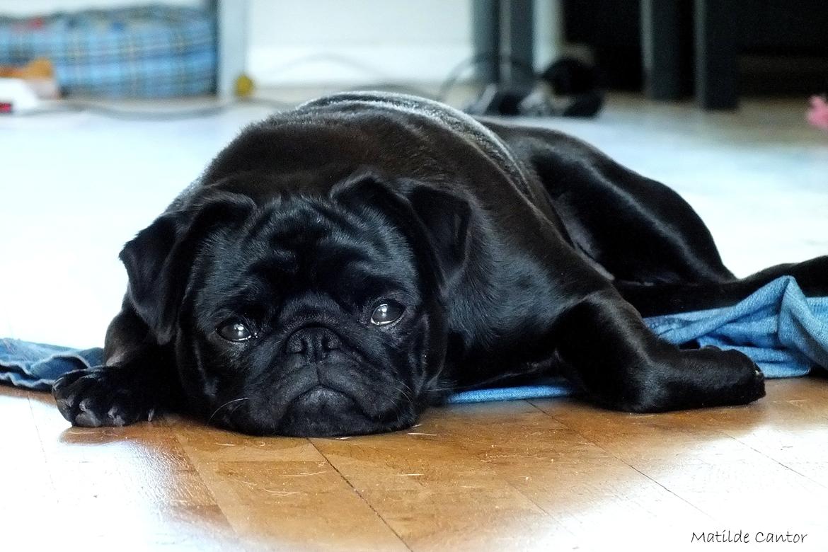 Mops Asta - Asta 16mdr. 2012 billede 6