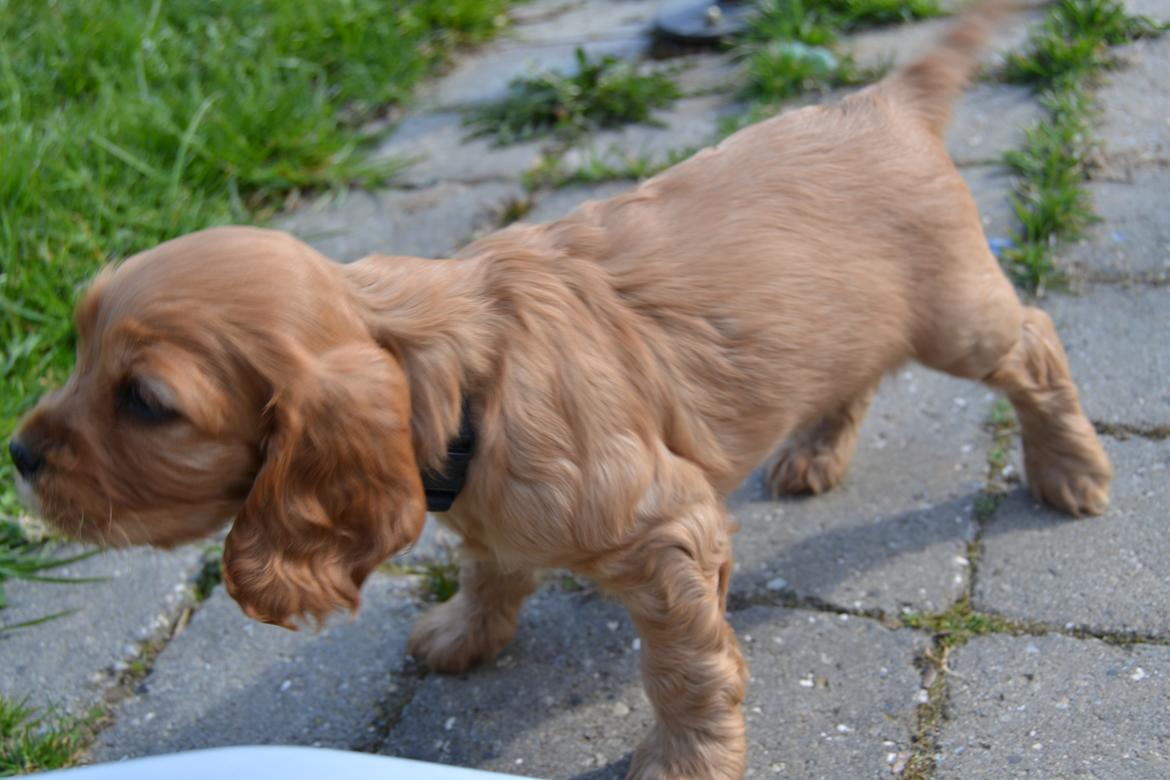 Blanding af racer Oscar billede 9