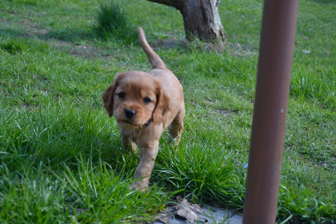 Blanding af racer Oscar billede 10