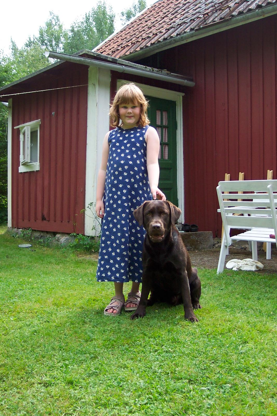 Labrador retriever Basco - I dejlige sverige billede 7