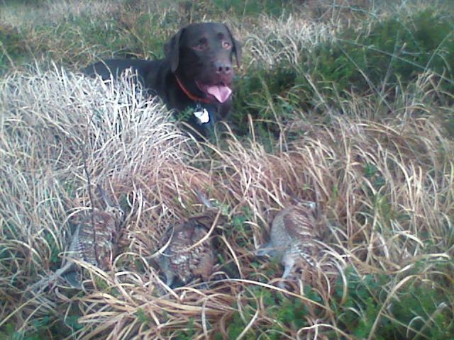 Labrador retriever Basco - på Jagt med far billede 8