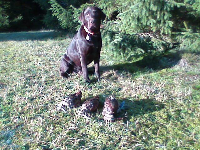 Labrador retriever Basco - på jagt igen billede 9