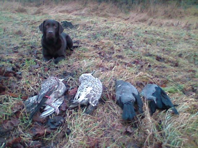 Labrador retriever Basco - og igen billede 10