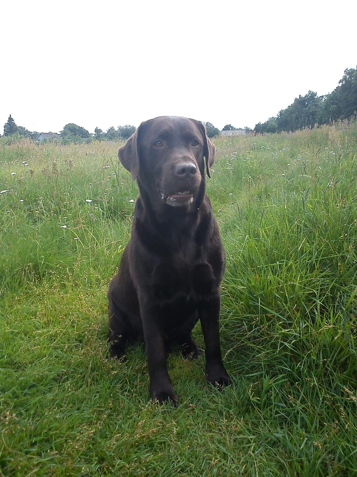 Labrador retriever Basco - på marken med Lea billede 11