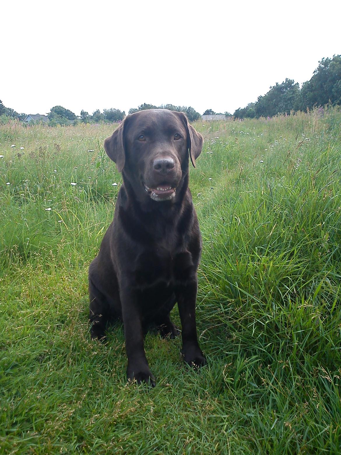 Labrador retriever Basco - Og igen billede 12