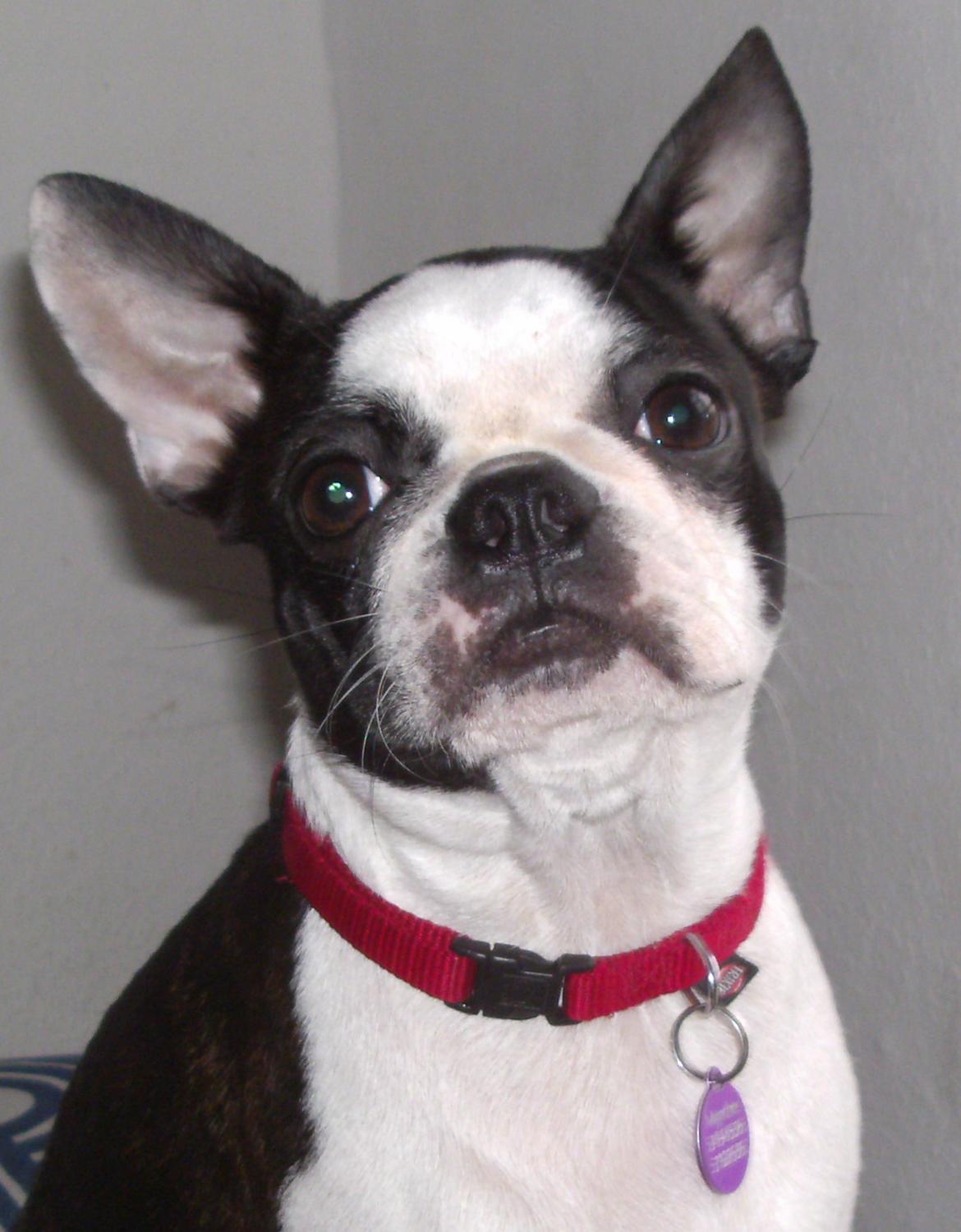 Boston terrier Mynthe billede 20