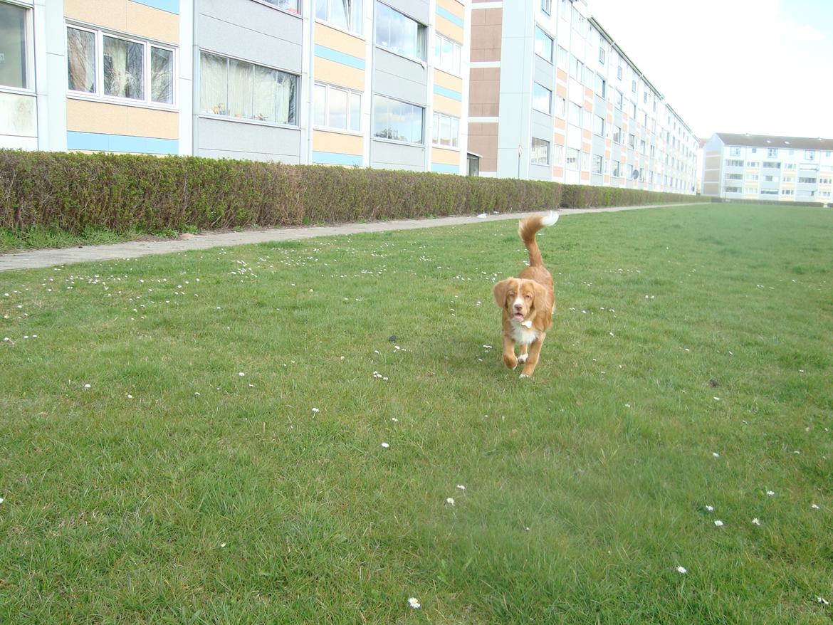 Nova scotia duck tolling retriever Redborn first Contact (Dixie) [Himmelhund] - 4½ måned billede 30