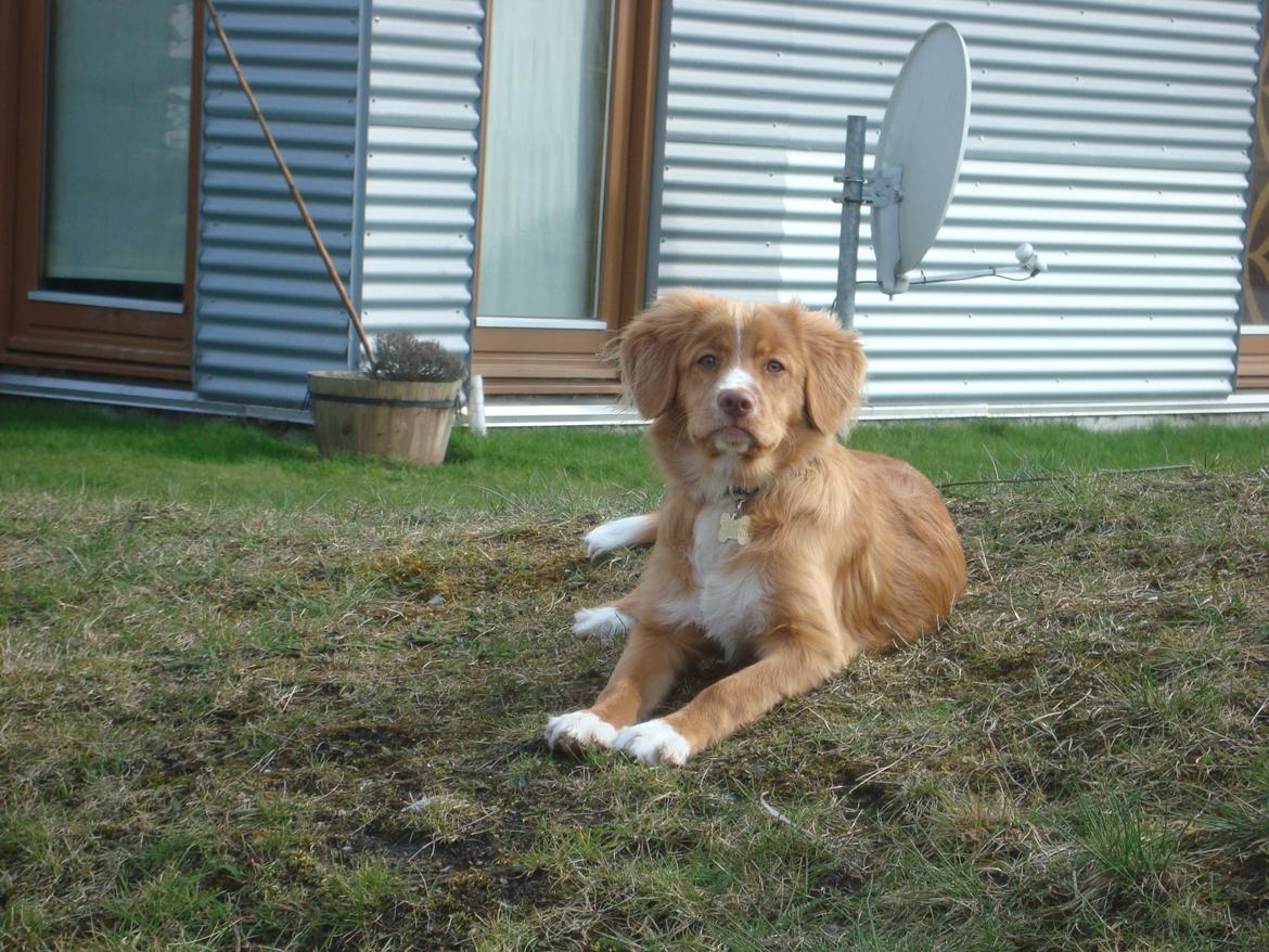 Nova scotia duck tolling retriever Redborn first Contact (Dixie) [Himmelhund] - 4½ måned billede 29