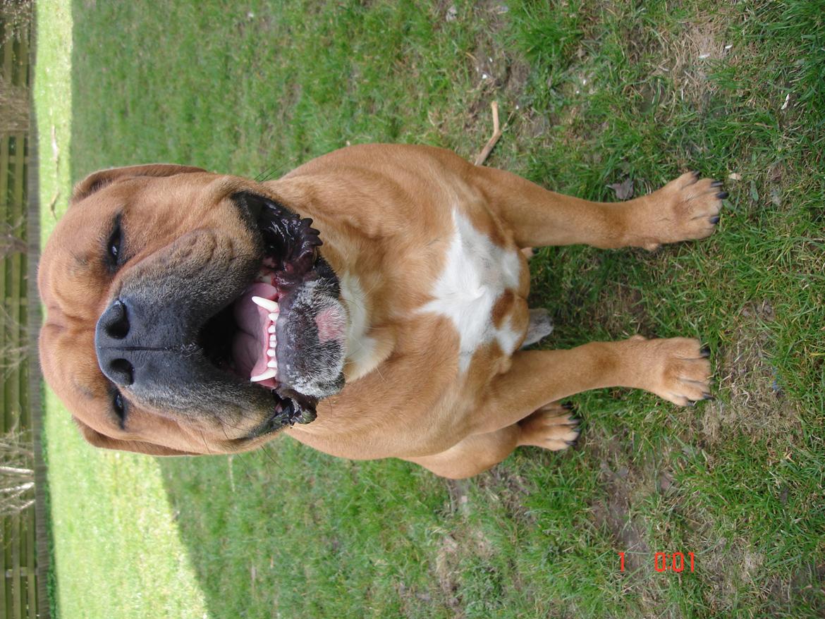 Olde english bulldogge NIels Knudsen - Niels 1,9 måned gammel, har lige fået af vide at han skal være far d. 12 maj 2012.
Han har været en bandit :)) billede 13