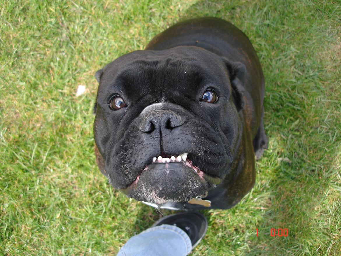 Olde english bulldogge NIels Knudsen - Nielses hemmelige kæreste. spændende at se hvor mange der er. billede 14