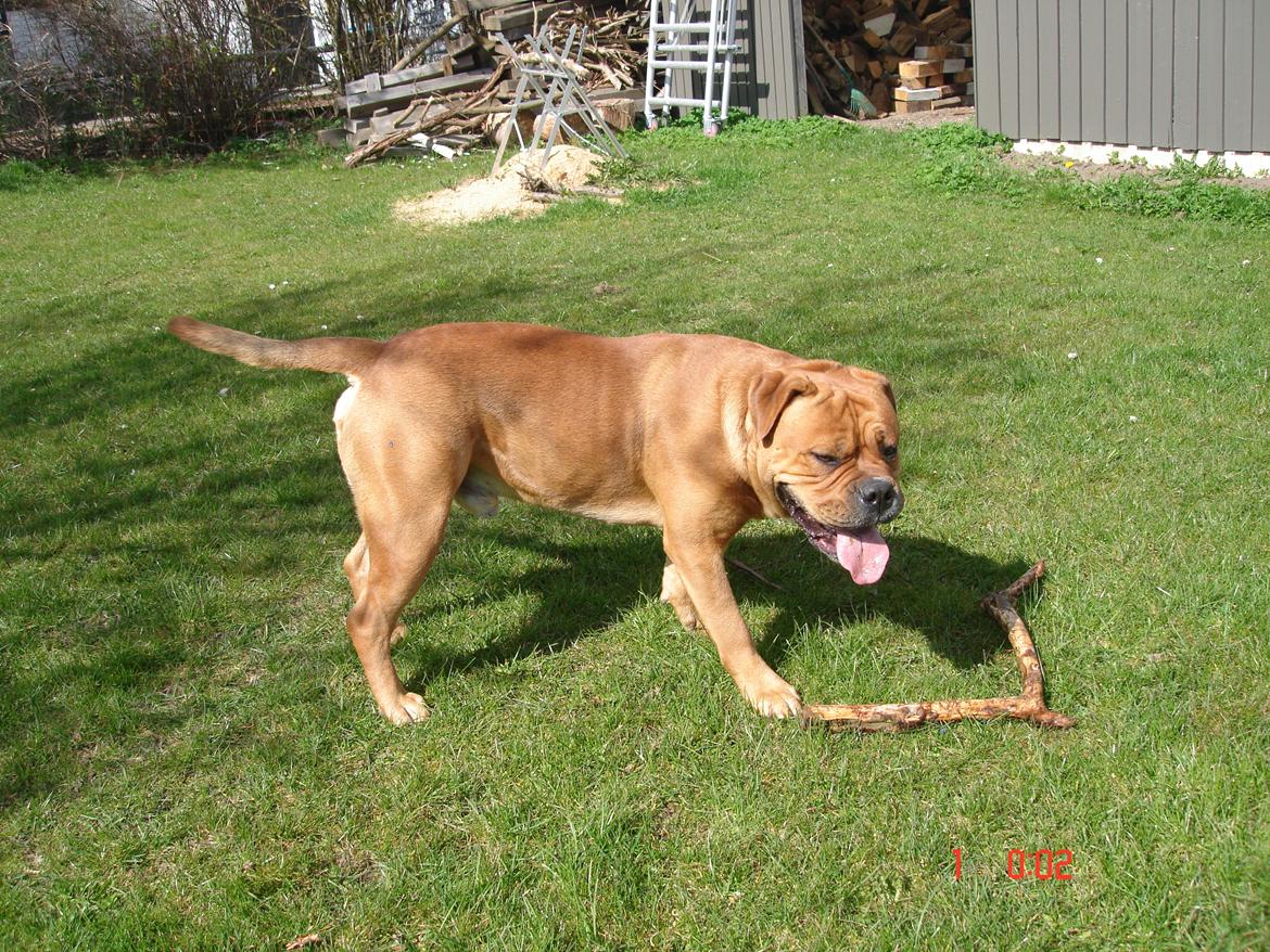 Olde english bulldogge NIels Knudsen - ynglings-legetøjet billede 15