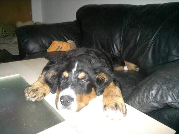 Berner sennenhund Bernerstuens Bimbette "Bimse"/ "Mulle" billede 9