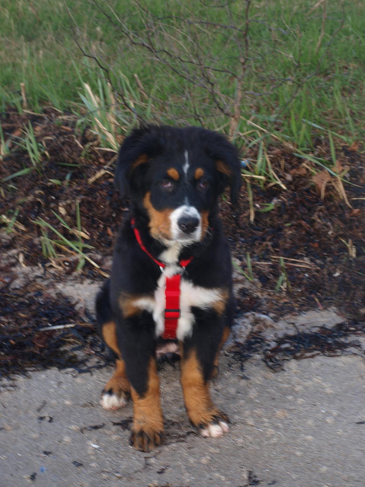 Berner sennenhund Bernerstuens Bimbette "Bimse"/ "Mulle" billede 10