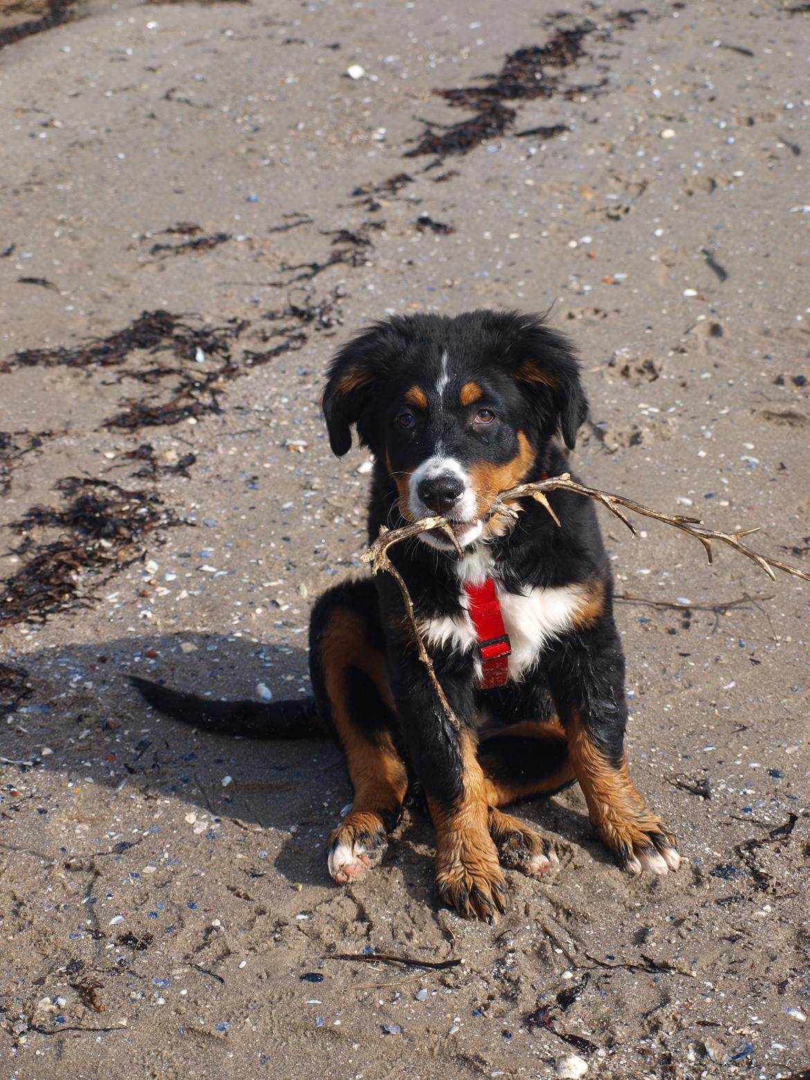 Berner sennenhund Bernerstuens Bimbette "Bimse"/ "Mulle" billede 11