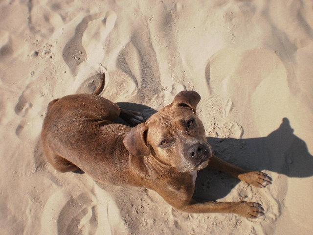 Amerikansk staffordshire terrier Tikki billede 1