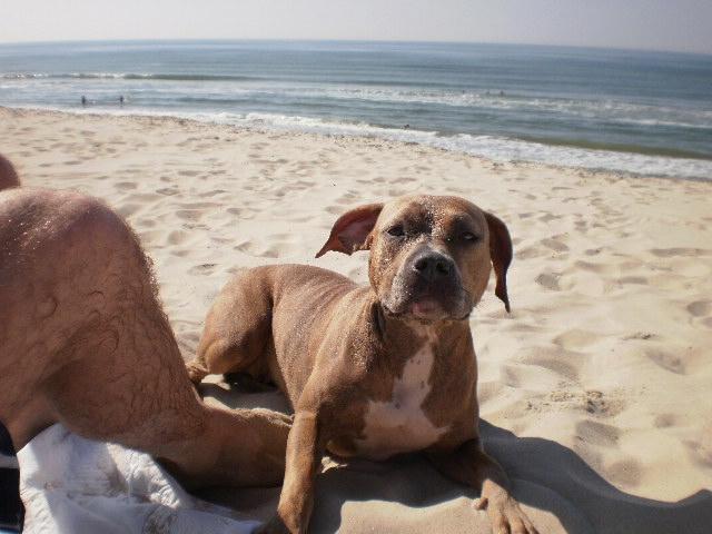 Amerikansk staffordshire terrier Tikki billede 2