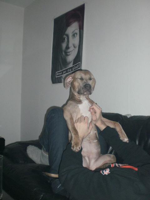 Amerikansk staffordshire terrier Tikki billede 3