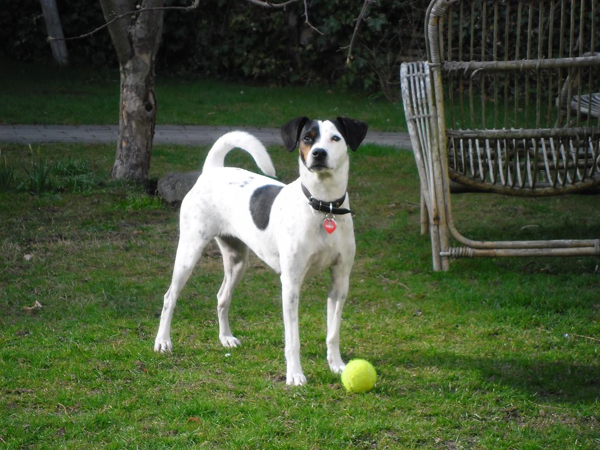 Dansk svensk gaardhund Sniffer [Bedste ven] - Min smukke pige <33333
14/4 2012 billede 22