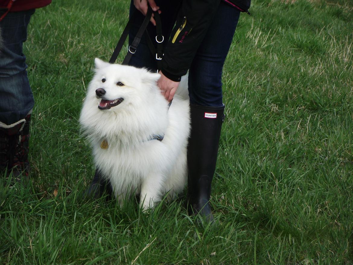 Japansk spids - Chiko - Chiko til rally konkurrence i DcH Helsingør '2012
Foto - Nynne billede 18