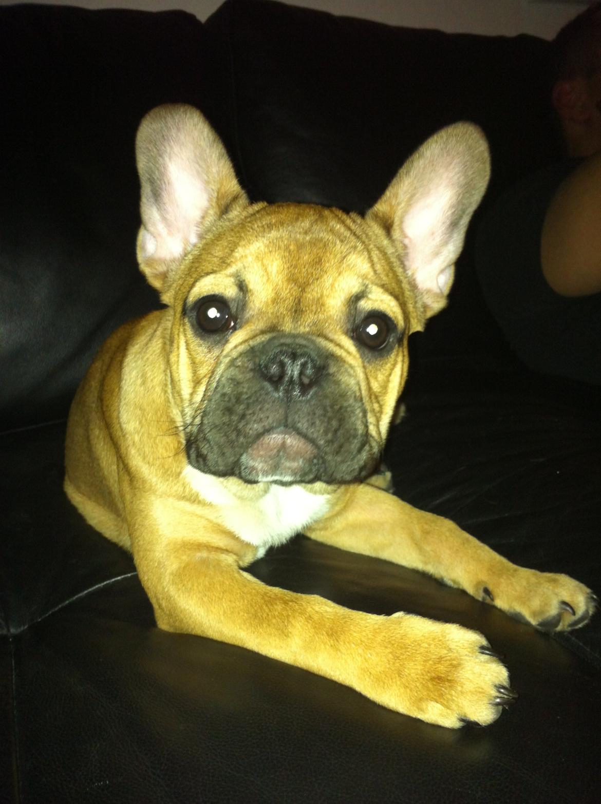 Fransk bulldog Alba - Vores dejlige prinsesse. <3 billede 1