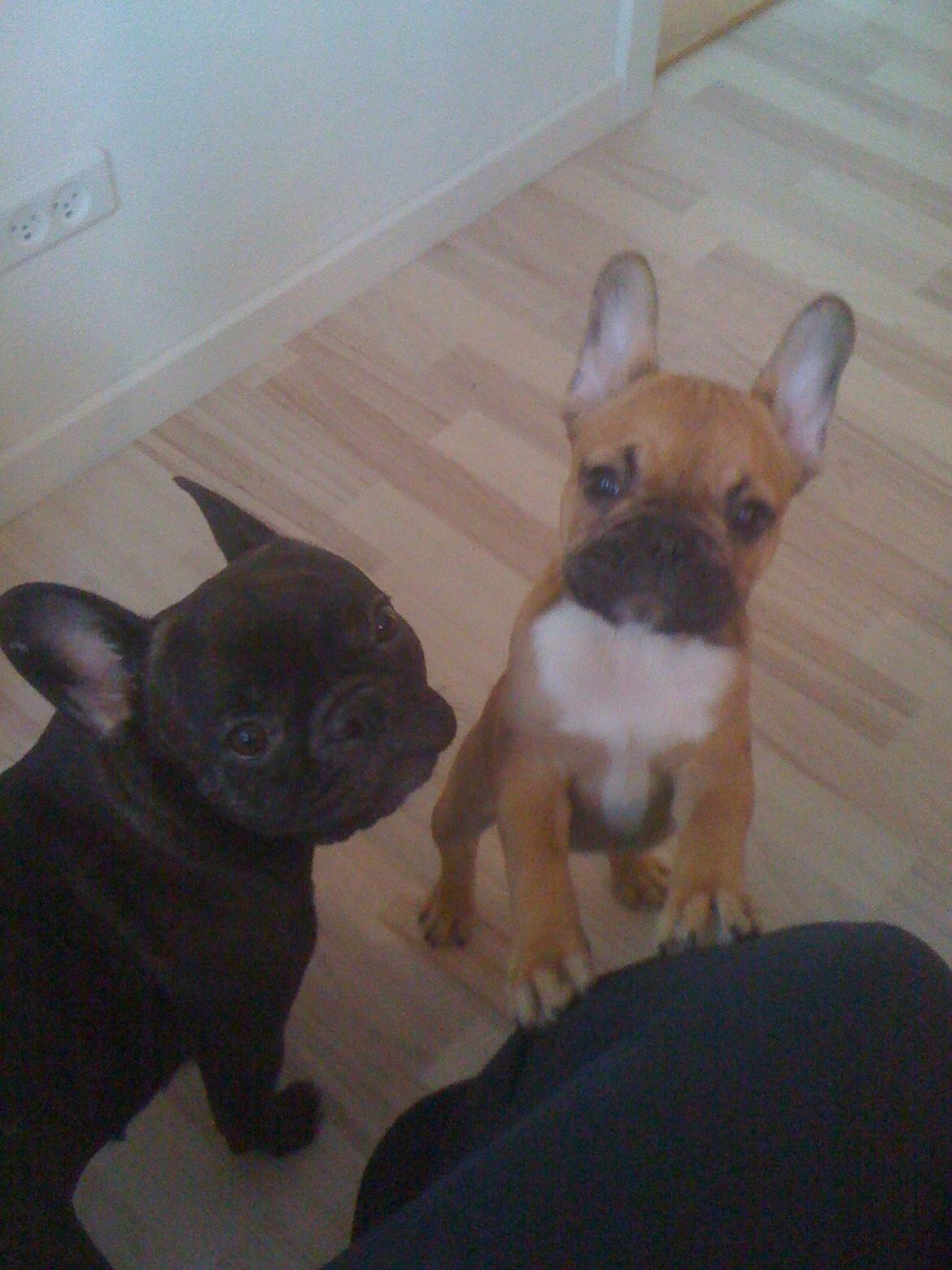 Fransk bulldog Alba billede 2