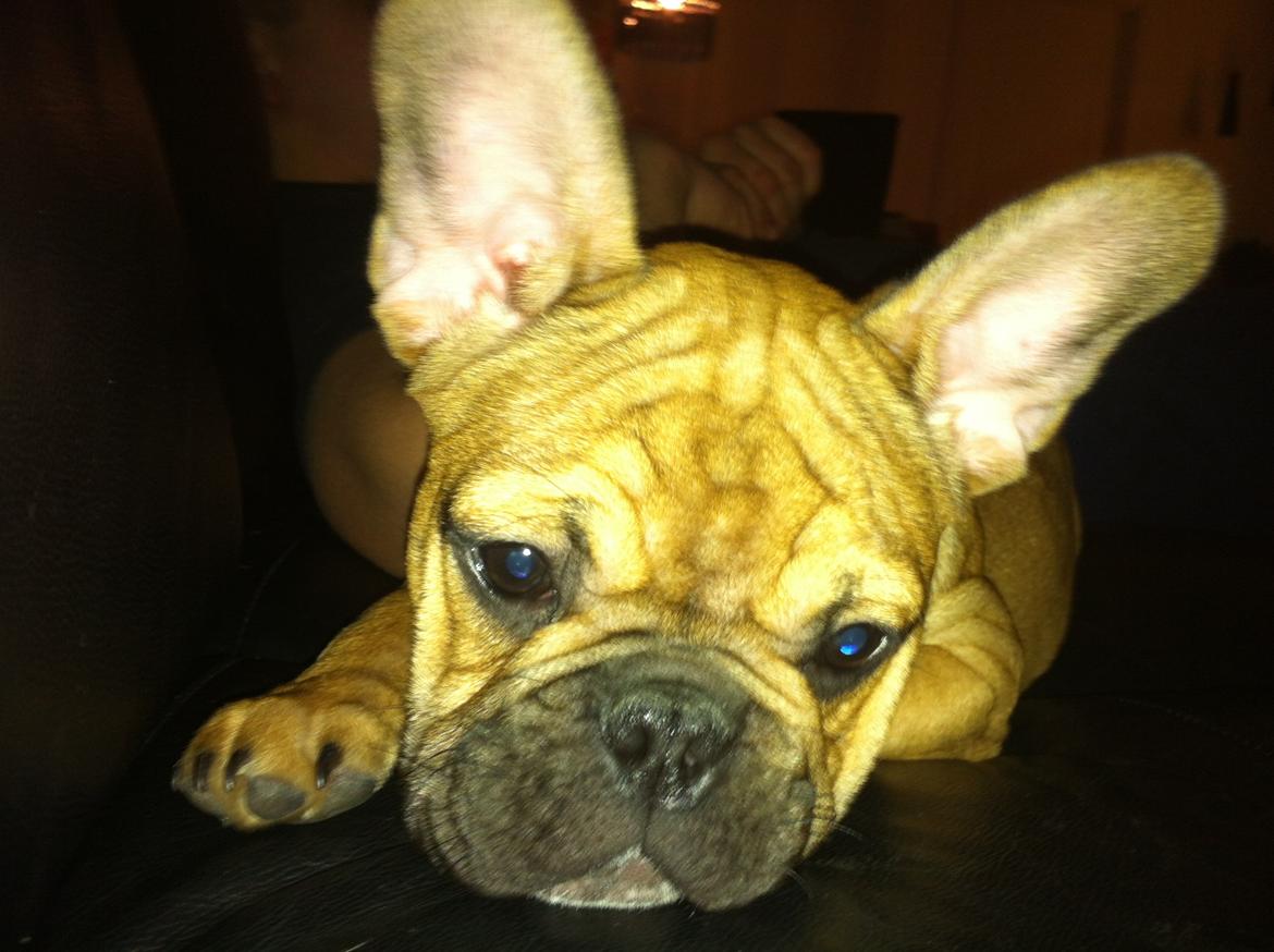 Fransk bulldog Alba billede 4