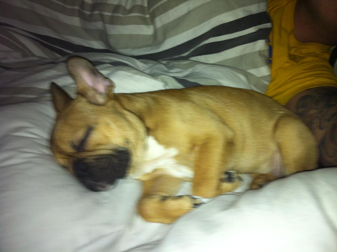 Fransk bulldog Alba billede 6