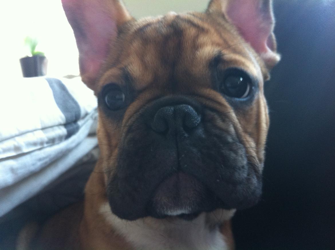 Fransk bulldog Alba billede 8