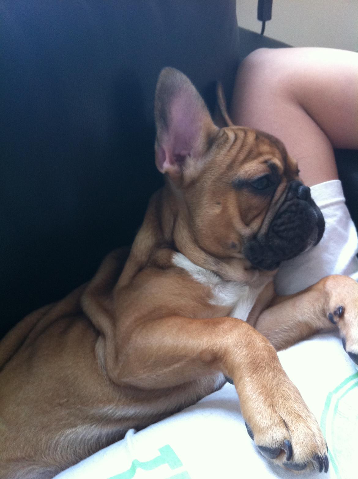 Fransk bulldog Alba billede 9