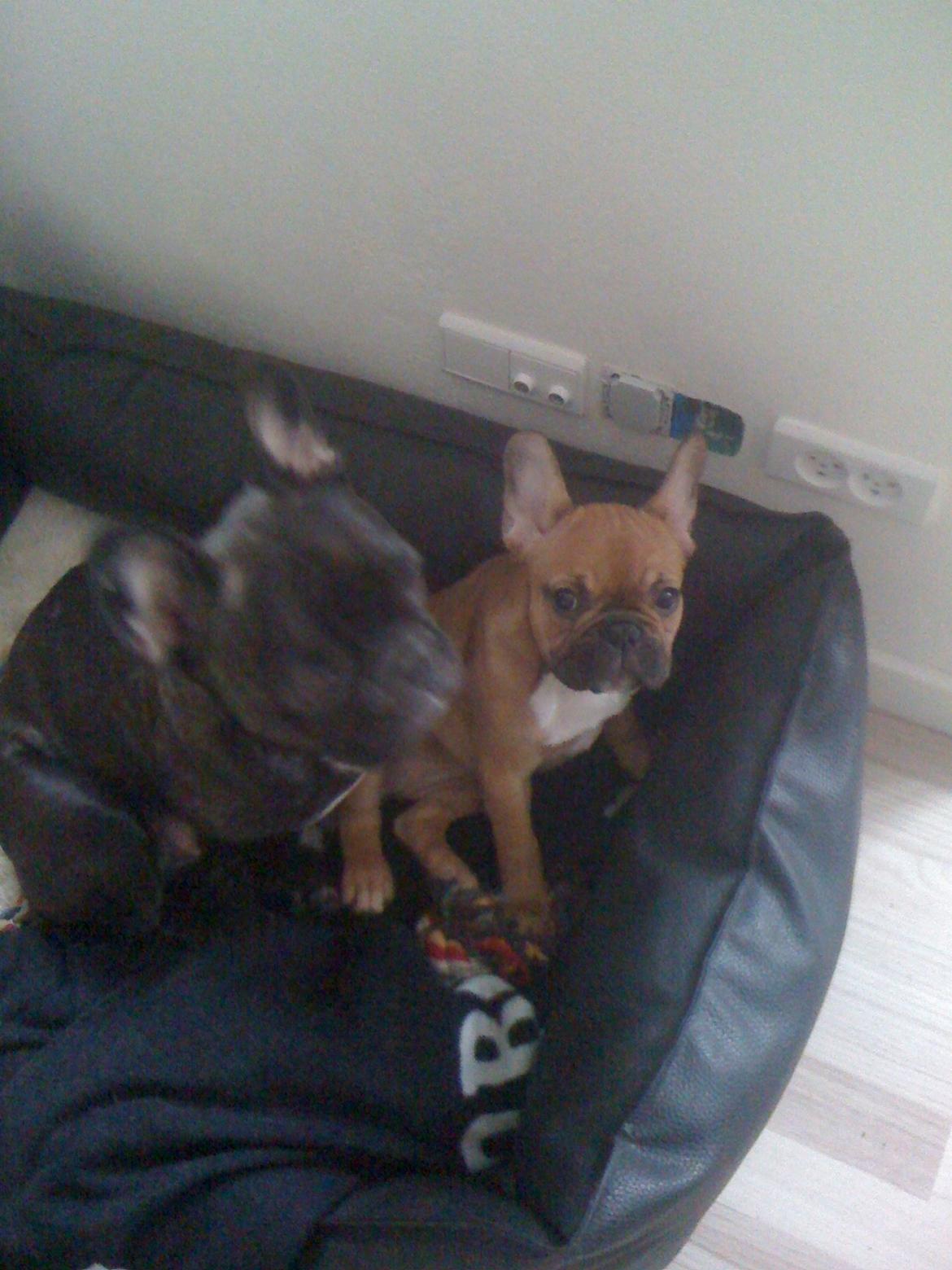 Fransk bulldog Neela billede 14