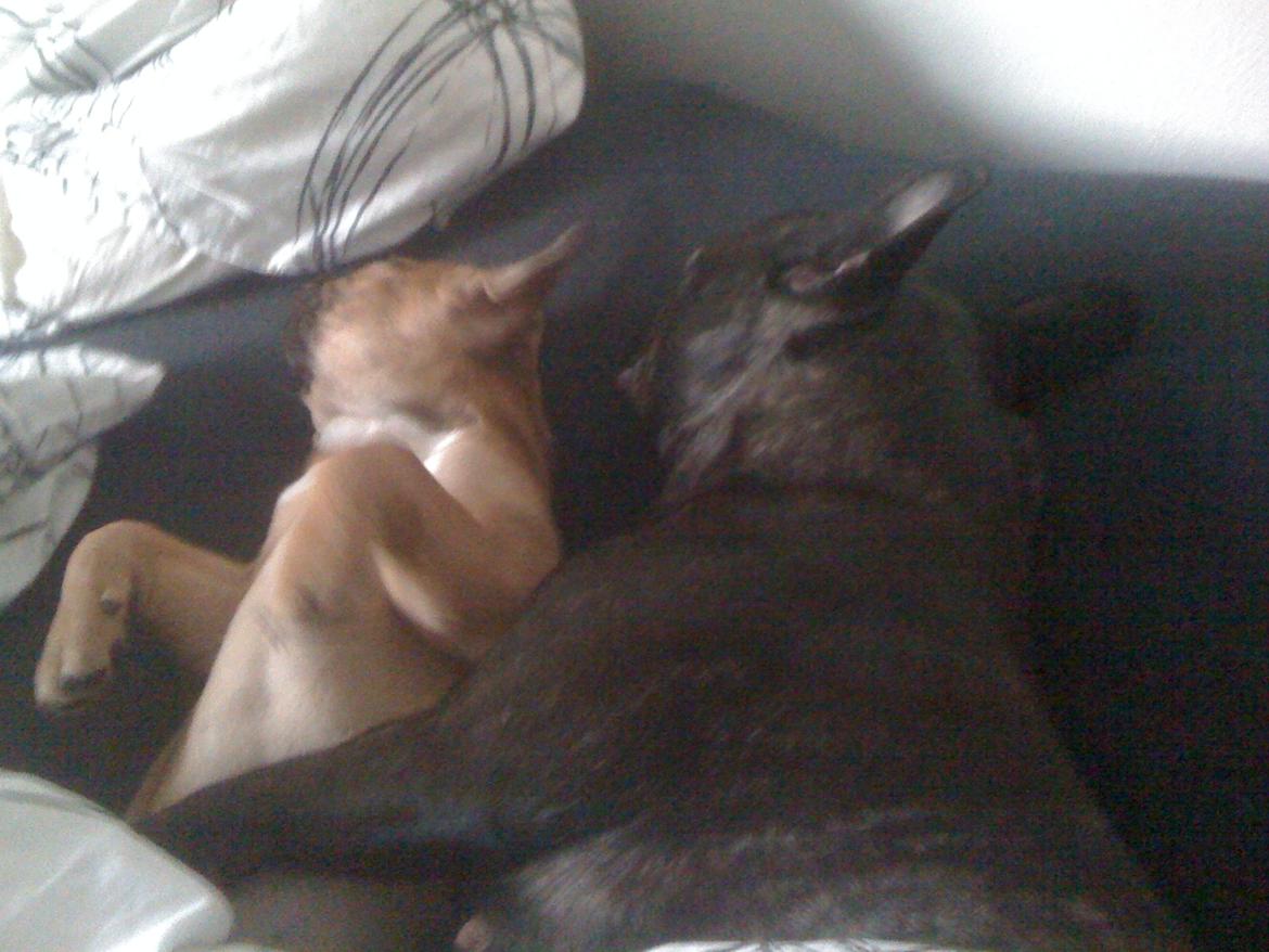 Fransk bulldog Neela billede 15