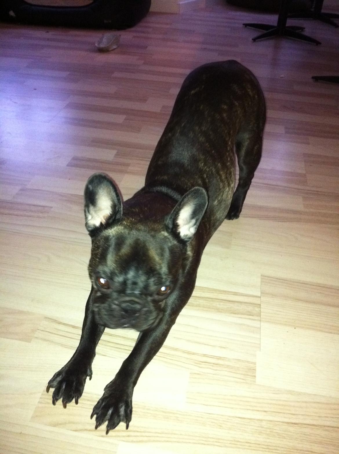 Fransk bulldog Neela billede 16