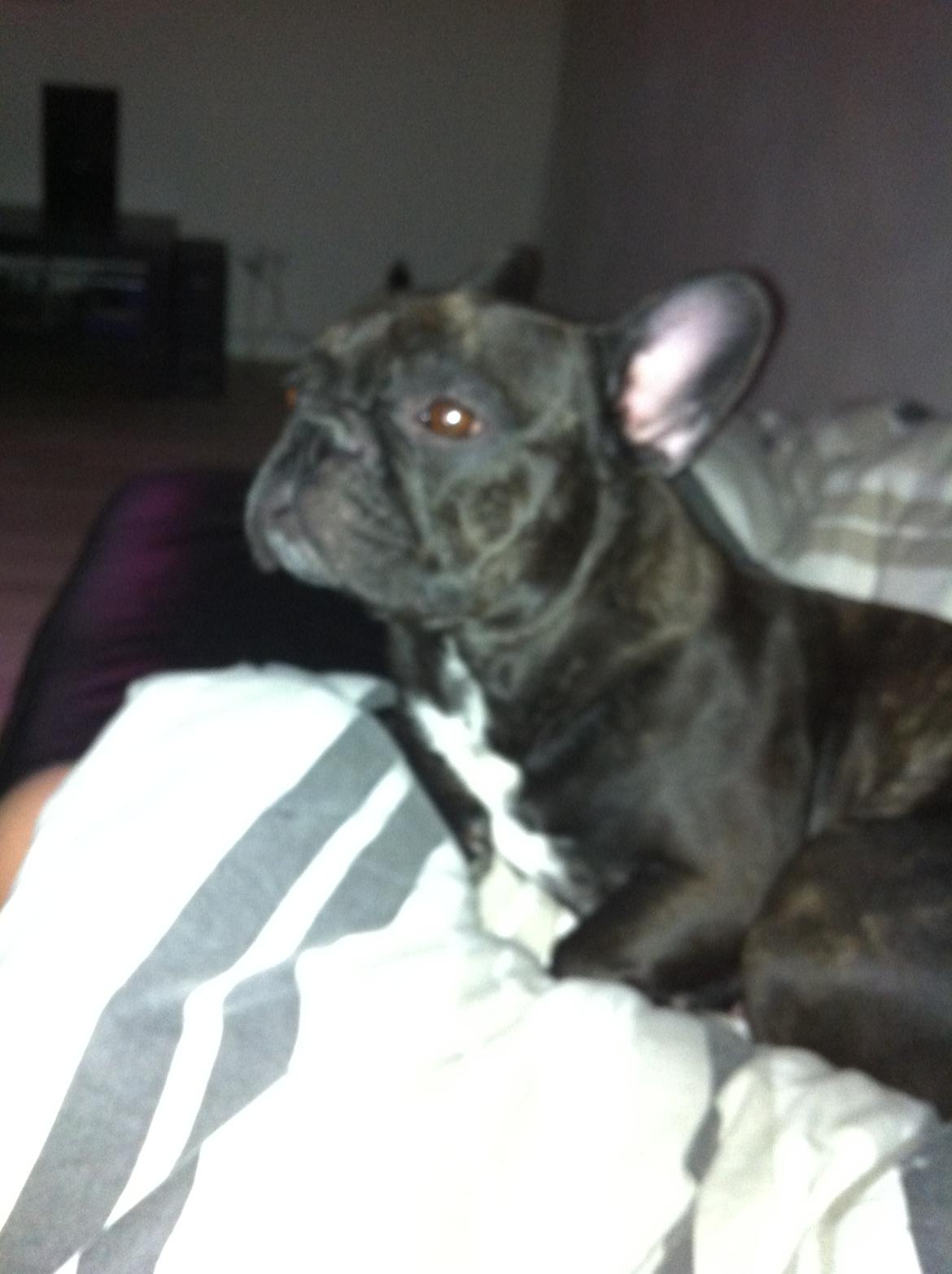 Fransk bulldog Neela billede 19