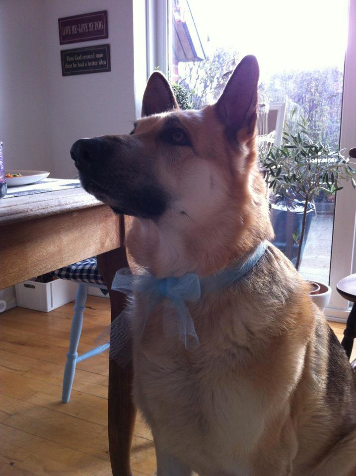 Schæferhund Kenzo - Åhhh,jeg elsker dig min hund billede 18