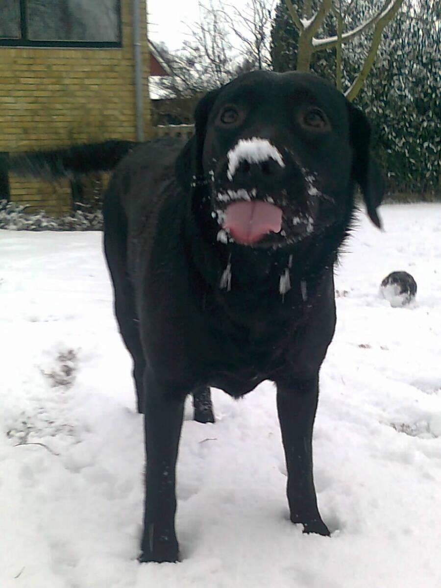 Labrador retriever Luna billede 1