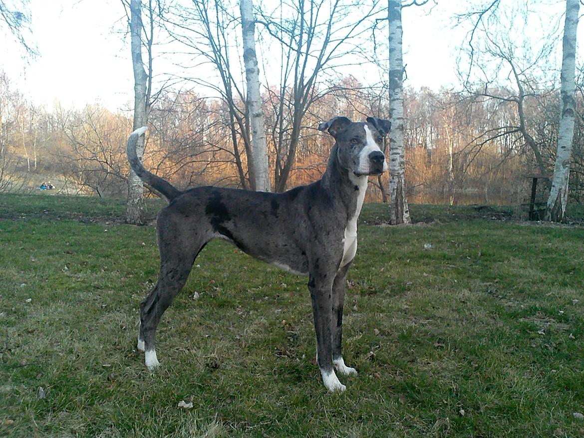 Blanding af racer Lulu billede 1