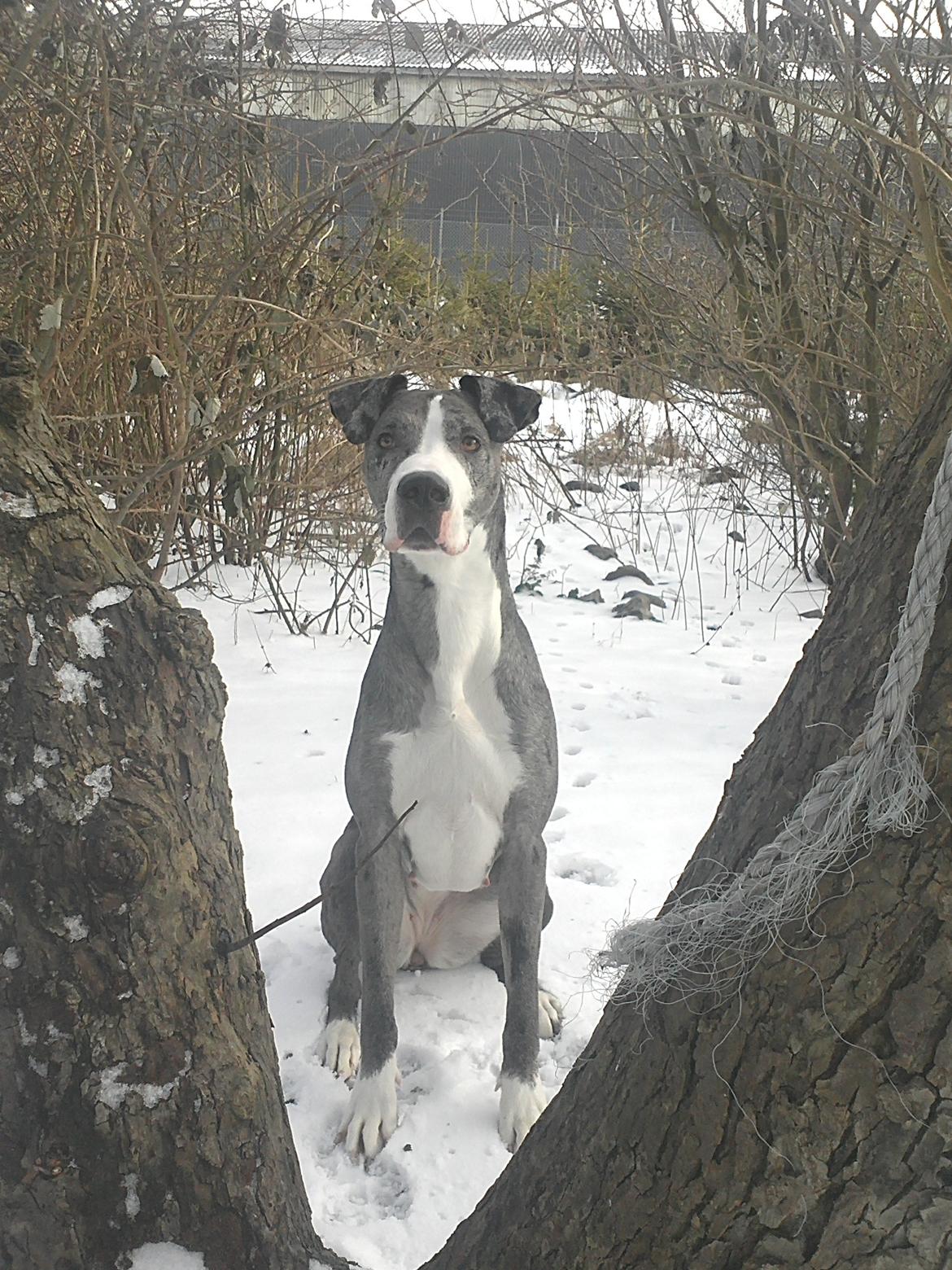 Blanding af racer Lulu billede 2