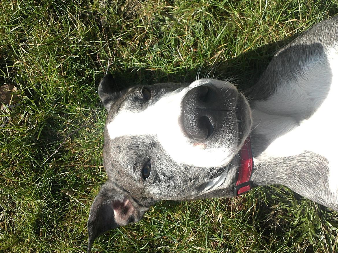 Blanding af racer Lulu billede 3