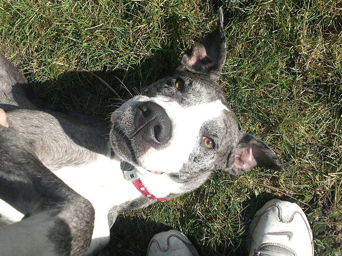 Blanding af racer Lulu billede 4