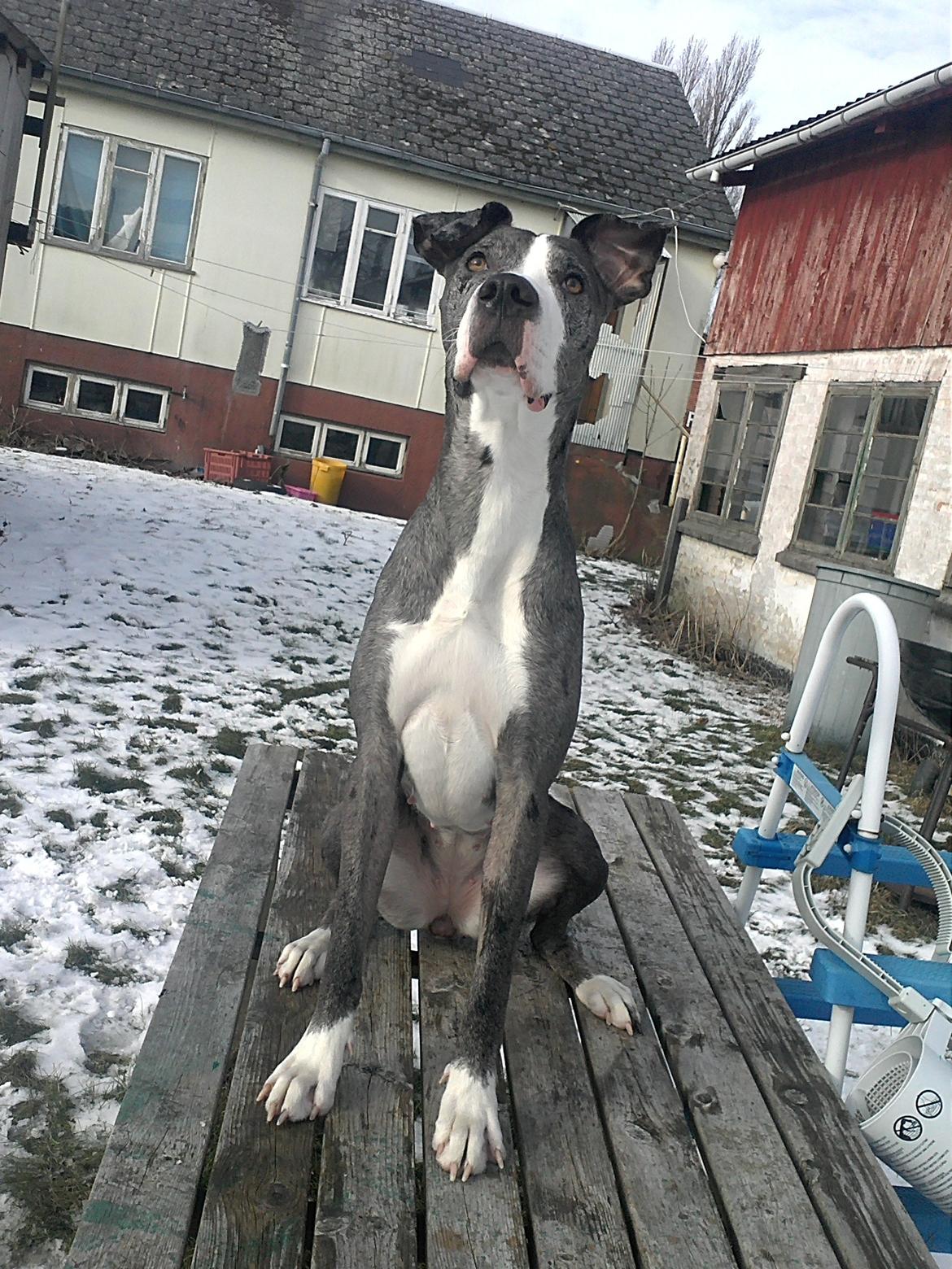 Blanding af racer Lulu billede 5