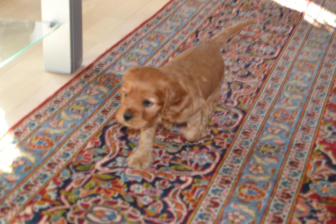 Blanding af racer Oscar billede 11