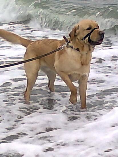 Labrador retriever Thor billede 16